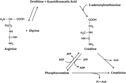 BULK POWDERS creapure creatine monohydraat