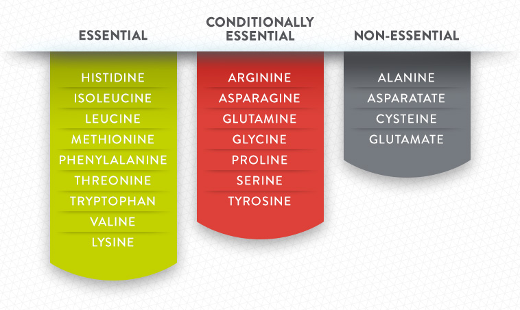 Amino Acids