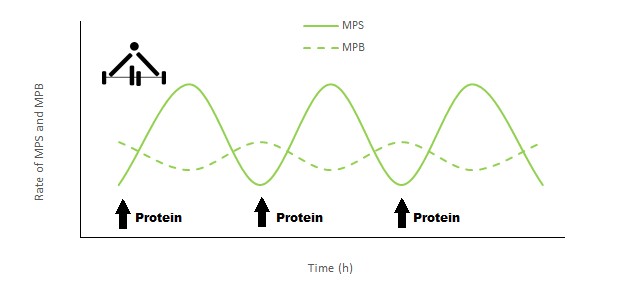 Rate of MPS and MPB