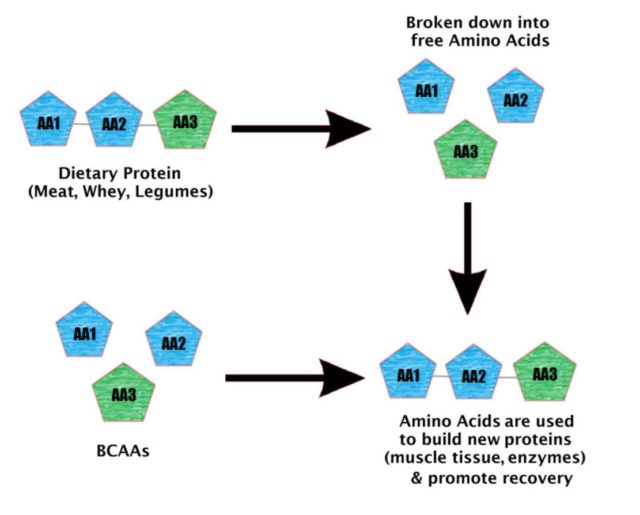 Amino Acids & BCAAs What You Need To Know The Core™