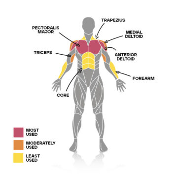 push day muscles used